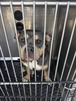 Pit Bull Terrier Dogs Available for Adoption in Derwood, Maryland - LADY | PetCurious