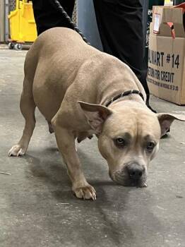 Mocha $85 -  Pit Bull Terrier and Mixed Breed Dog for Adoption in Seneca, South Carolina - Mocha $85 | PetCurious