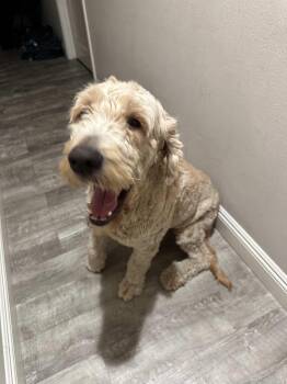 Rescue Goldendoodle Dogs for Adoption in Tustin, California - Cody -- Urgent Urgent Urgent Urgent Urgent -- Needs Foster Home  | PetCurious