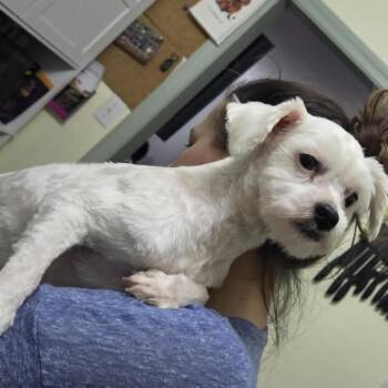 Candie -  Terrier and Mixed Breed Dog for Adoption in Olathe, Kansas - Candie | PetCurious