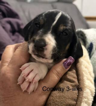 Conway -  Foxhound and Hound Dog for Adoption in Louisa, Virginia - Conway | PetCurious