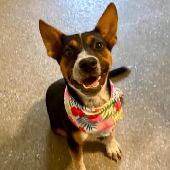 Ria -  Cattle Dog and Mixed Breed Dog for Adoption in Metamora, Michigan - Ria | PetCurious