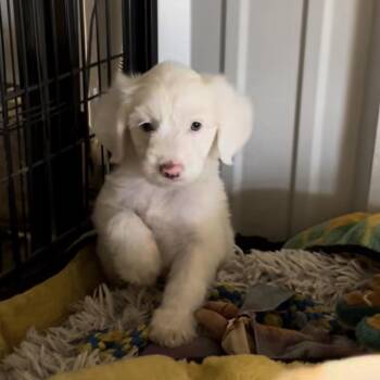 The Frozen Litter -  Terrier Dog for Adoption in Sealy, Texas - The Frozen Litter | PetCurious