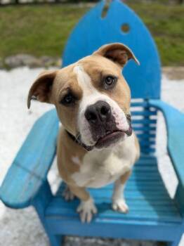 Scooby-Doo - 2 -  Pit Bull Terrier and Mixed Breed Dog for Adoption in Daytona Beach, Florida - Scooby-Doo - 2 | PetCurious