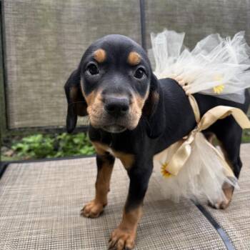 Spritz 22595 -  Dachshund and Black And Tan Coonhound Dog for Adoption in Cumming, Georgia - Spritz 22595 | PetCurious