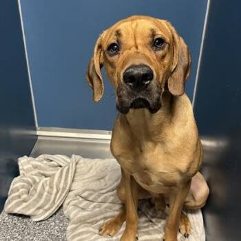 Nelson -  Mixed Breed Dog for Adoption in Dubuque, Iowa - Nelson | PetCurious
