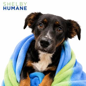 Marabel -  Mixed Breed Dog for Adoption in Columbiana, Alabama - Marabel | PetCurious