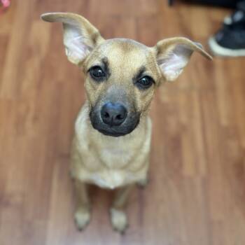 Rescue Terrier Dogs for Adoption - Mercury | PetCurious