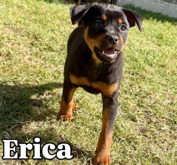 Erica -  Mixed Breed Dog for Adoption in Coppell, Texas - Erica | PetCurious