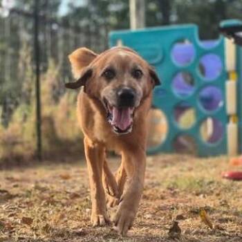 Rex -  Mixed Breed Dog for Adoption in Dover, Arkansas - Rex | PetCurious