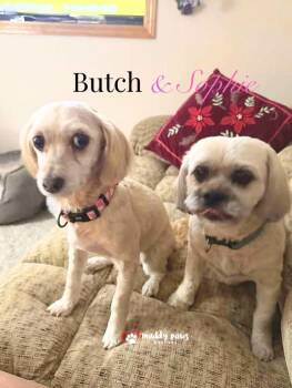 Butch -  Lhasa Apso Dog for Adoption in Council Bluffs, Iowa - Butch | PetCurious