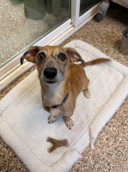 Terrier Dogs Available for Adoption in Sterling Heights, Michigan - Marble | PetCurious