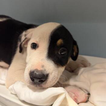 Pomelo -  Mixed Breed Dog for Adoption in Chattanooga, Tennessee - Pomelo | PetCurious