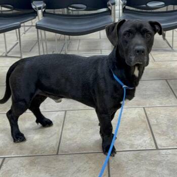 Rescue Basset Hound Dogs for Adoption in Eastford, Connecticut - CT Bowers | PetCurious