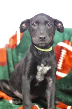 Rescue Cattle Dog Dogs for Adoption in Manchester, New Hampshire - Sparrow In NH! Come Meet Our Adoptable Dogs Wednesday-Saturday.  | PetCurious