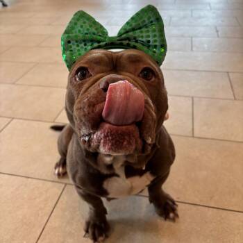 English Bulldog Dogs Available for Adoption in Branford, Connecticut - Coco | PetCurious