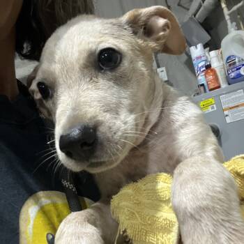 Rescue Shepherd and Pit Bull Terrier Dogs for Adoption in Aledo, Texas - Marshmallow | PetCurious