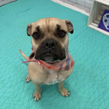 Boxer and Mixed Breed Dogs Available for Adoption - Lilly | PetCurious