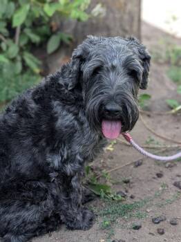 Hildie -  Schnauzer Dog for Adoption in Coeur D