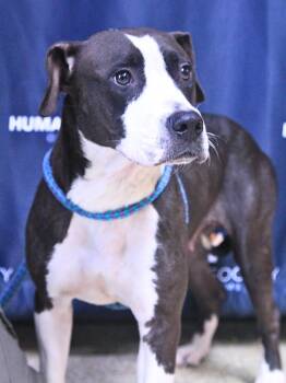 Bailey -  Pit Bull Terrier and German Shorthaired Pointer Dog for Adoption - Bailey | PetCurious