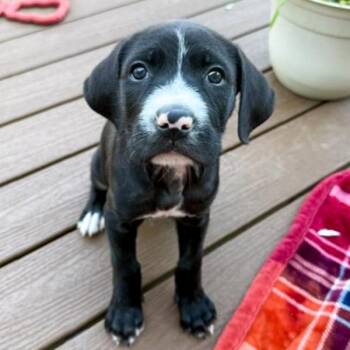 Tater Tot -  Terrier Dog for Adoption in Des Moines, Iowa - Tater Tot | PetCurious