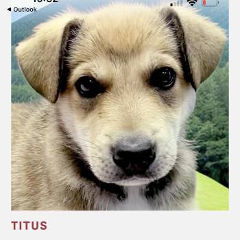 German Shepherd Dog Dogs Available for Adoption in Lakehead, California - Titus  | PetCurious