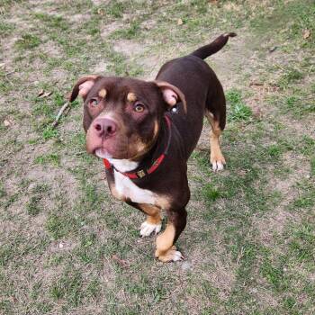 Rescue Pit Bull Terrier and Mixed Breed Dogs for Adoption in Austin, Texas - Bearlow JuM | PetCurious