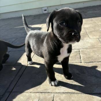 Labrador Retriever and Pit Bull Terrier Dogs Available for Adoption - Hazel | PetCurious