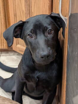 Rescue German Shepherd Dog Dogs for Adoption in Denver, Colorado - Kona #2 | PetCurious