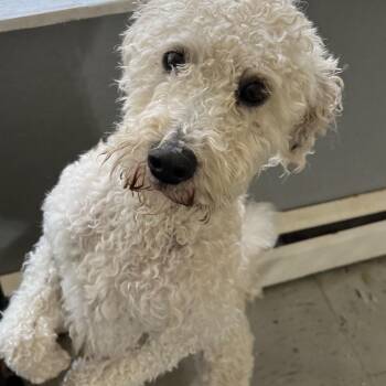 Odin -  Poodle and Goldendoodle Dog for Adoption in Somerville, Massachusetts - Odin | PetCurious