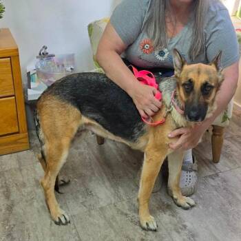 Lucy -  German Shepherd Dog Dog for Adoption in Hinesville, Georgia - Lucy | PetCurious
