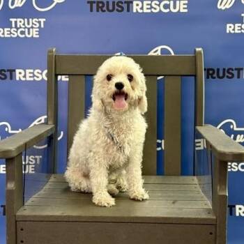 LOLA -  Cockapoo Dog for Adoption in Waterford, New Jersey - LOLA | PetCurious