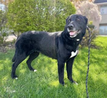Labrador Retriever and Anatolian Shepherd Dogs Available for Adoption in Spokane, Washington - Mabel | PetCurious