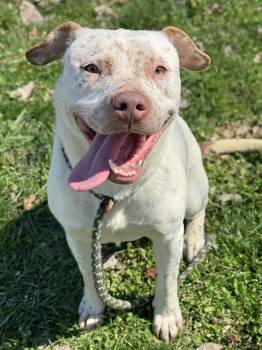 Oliver -  Australian Cattle Dog Blue Heeler and Pit Bull Terrier Dog for Adoption in Anderson, Indiana - Oliver | PetCurious