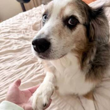 Louie -  Australian Shepherd Dog for Adoption in Holiday Hills, Illinois - Louie | PetCurious