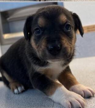 Mixed Breed Dogs Available for Adoption in West Chester, Pennsylvania - Mushroom | PetCurious