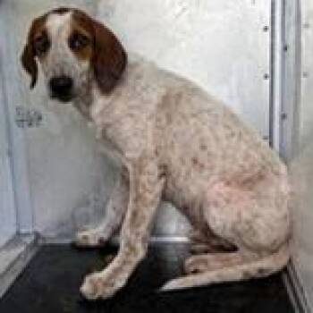 Pepper -  Hound and Mixed Breed Dog for Adoption in Tampa, Florida - Pepper | PetCurious