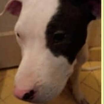 Rescue American Staffordshire Terrier Dogs for Adoption in Lompoc, California - Patches | PetCurious