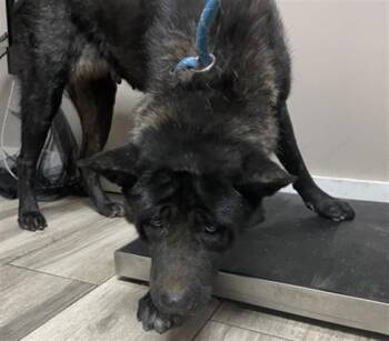KATANA -  Akita and Mixed Breed Dog for Adoption in Redlands, California - KATANA | PetCurious