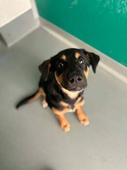 A255505 -  German Shepherd Dog and Mixed Breed Dog for Adoption in Visalia, California - A255505 | PetCurious