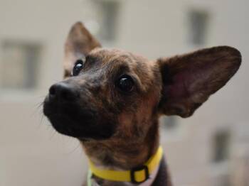 Dino -  Chihuahua and Whippet Dog for Adoption in Portland, Oregon - Dino | PetCurious