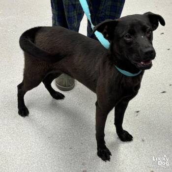 Labrador Retriever and Shepherd Dogs Available for Adoption - Trix | PetCurious