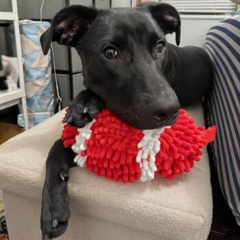 Labrador Retriever Dogs Available for Adoption in Baldwin, Maryland - Onyx | PetCurious