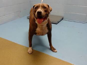 Rescue Pit Bull Terrier and Mixed Breed Dogs for Adoption in Moreno Valley, California - XENA | PetCurious