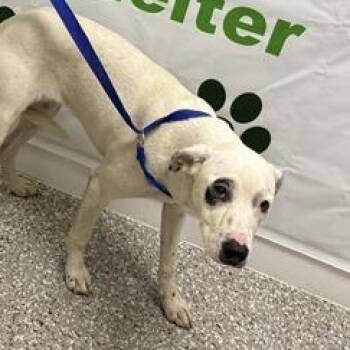Honey -  Mixed Breed Dog for Adoption in Defuniak Springs, Florida - Honey | PetCurious