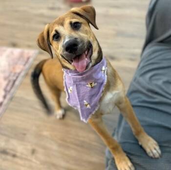 Brie April Cutest Chunk -  Labrador Retriever and German Shepherd Dog Dog for Adoption in Friendswood, Texas - Brie April Cutest Chunk | PetCurious