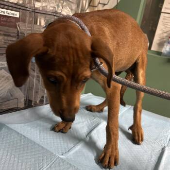 IVHS-Stray-139576 -  Chihuahua and Mixed Breed Dog for Adoption in San Gabriel, California - IVHS-Stray-139576 | PetCurious