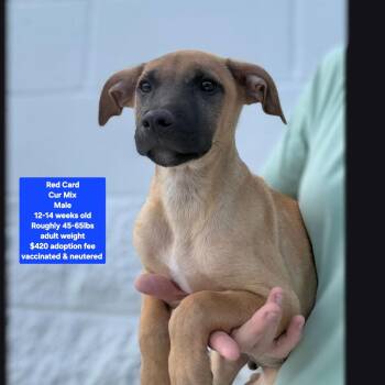 Red Card -  Black Mouth Cur Dog for Adoption in Oviedo, Florida - Red Card | PetCurious