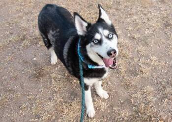 DELILAH -  Siberian Husky and Mixed Breed Dog for Adoption in Colorado Springs, Colorado - DELILAH | PetCurious