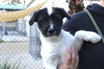 Hudsyn -  Terrier and Mixed Breed Dog for Adoption in Brunswick, Georgia - Hudsyn | PetCurious